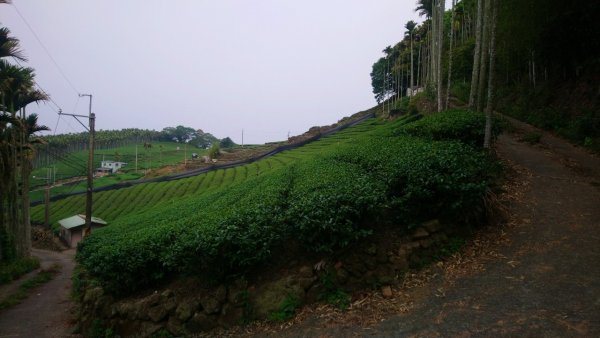 樟湖山、後棟仔山、大尖山、二尖山4山連走1336996