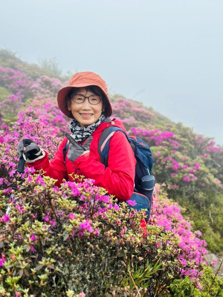 合歡北峰紅毛杜鵑盛開_202406052518335