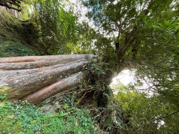 20231127_觀霧榛山步道（森遊竹縣）2763102