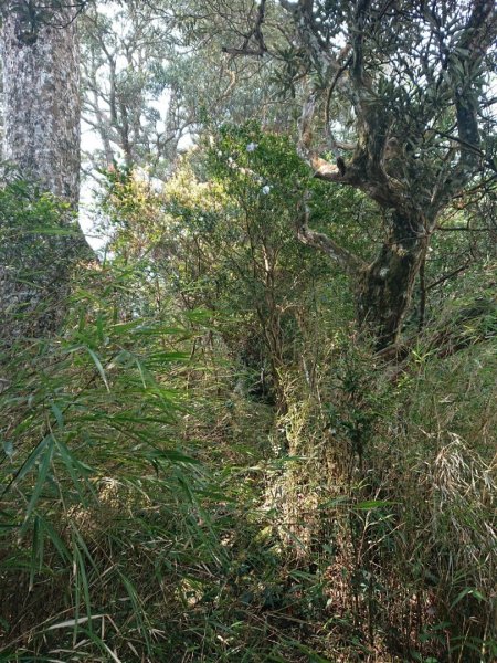 那結山（嘎色鬧部落線）893453