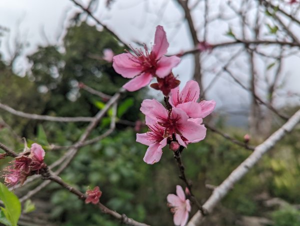 【2022 登山植物學】1711141