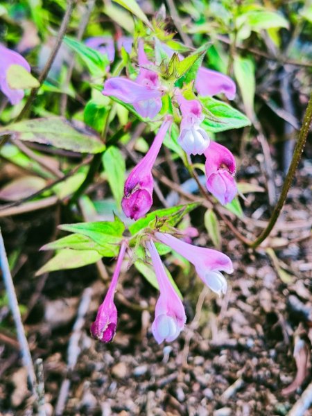 貴妃那結P 型縱走11310122621962