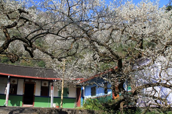 【南投~信義 】牛稠坑賞梅1254937