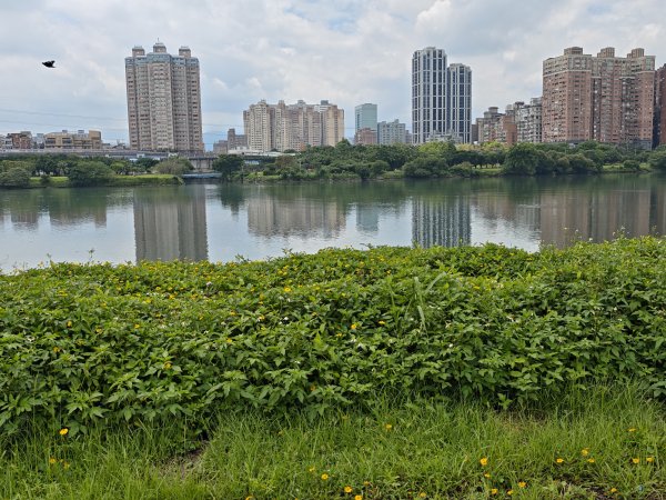 [跟著2025雙北世壯運探索雙北市-1/21] 2025_0607 飛盤競技道（華江雁鴨河濱步道）2807795