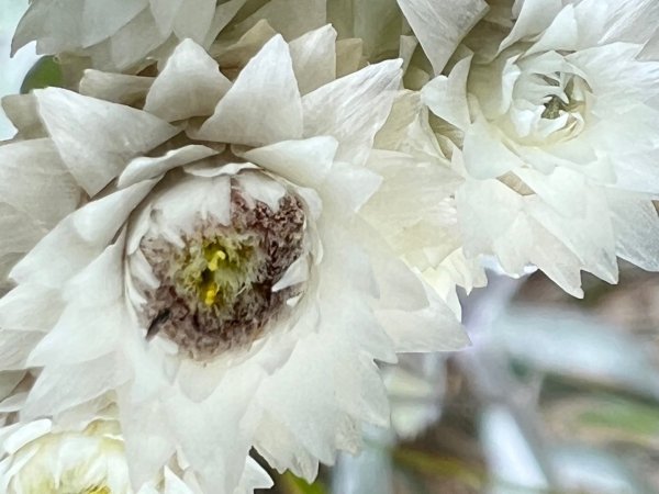 合歡山群峰（南峰、石門山、尖山、東峰）2626712