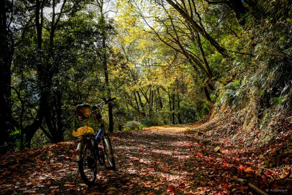 [冬訪大霸聖山岳參行]-大鹿林道東線榆金楓紅與九九山莊精選輯2974710