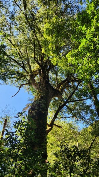 【中級山】插天山的奇幻世界，赫威山，赫威神木群步道2741328