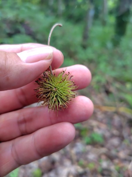 達娜伊谷-里美避難步道-巨石板步道-約富霓2788550