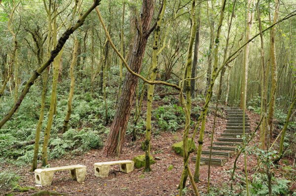 苗栗 大湖 新百二分山(菜壽凸山)、鹿仔望峰2442438