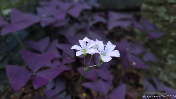 《台中》郊山飆汗｜潭子新田登山步道上聚興山O繞202510042904450