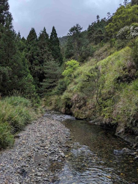 觀霧榛山登山步道912952