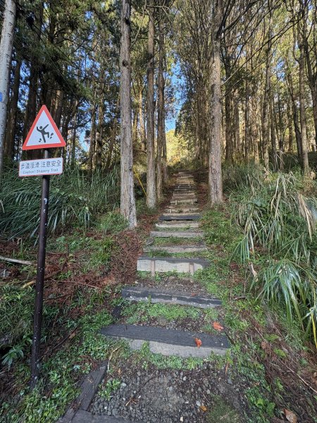 20251225塔山步道(大塔山)2970330