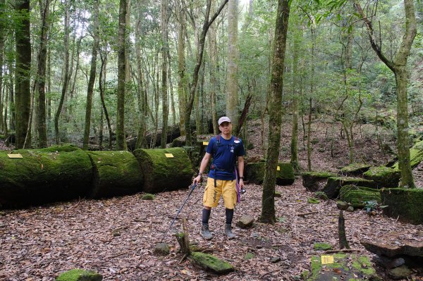 雪見大板根2924718