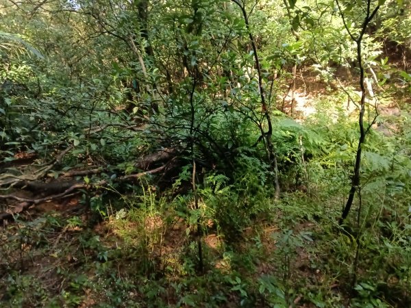 貢寮區新厝山+澳底尖(火炎山)+美艷山+金沙灣2989670