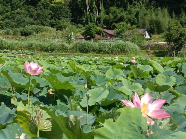 雙溪區彎穹夏日荷影2806554