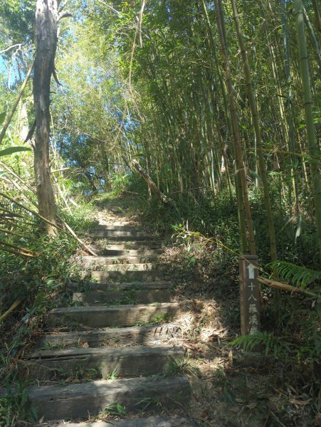 2025.10.18－微笑山線：【天上山系】望月亭桐花段2919563