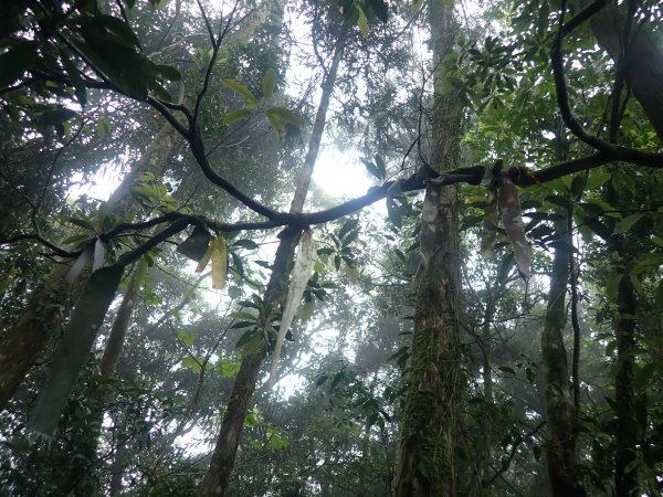 2022-04-01　天氣陣雨，翡翠坑山探索1660649