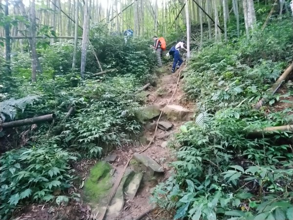 溪頭 南鳳凰山 天文台 神木O型 869811