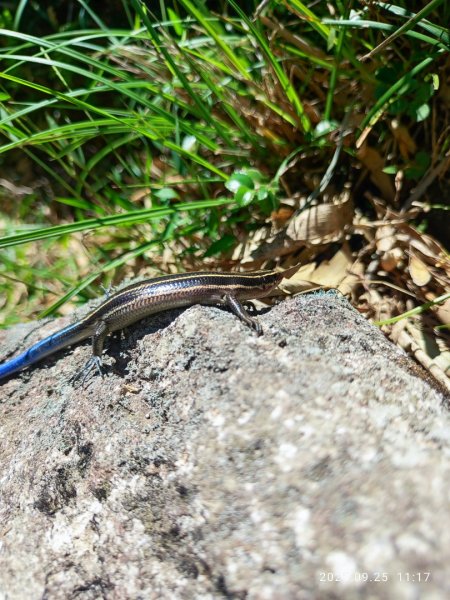 七星山二進2894966