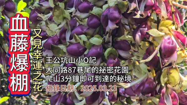「血藤爆棚」,又見幸運之花,三峽大同路87巷尾的秘密花園,爬山3分鐘即可到達的秘境,王公坑山小O記,意外發現黃花風鈴木步道、吉野櫻