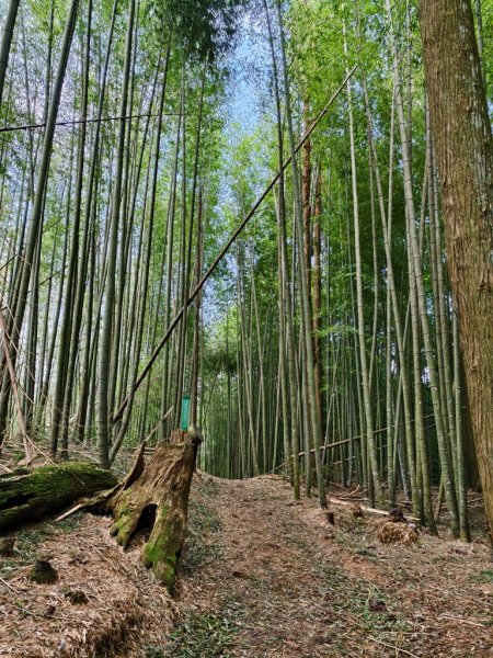 【石壁】五元二角連走木馬古道O繞2871564