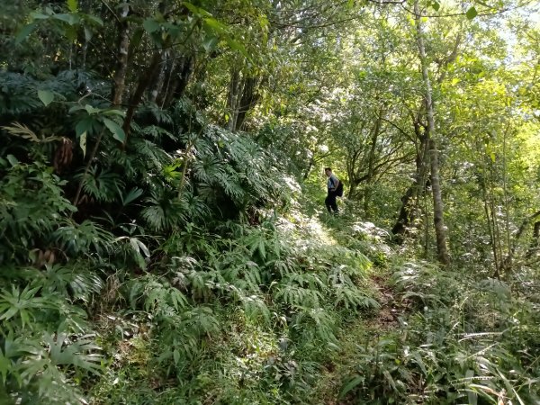 坪林區南豹子廚山+豹子廚古道+北豹子廚山2900481