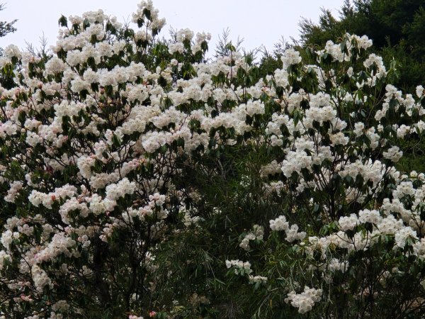 終於看到1000元背面的山景登頂玉山北峰／前峰2495867