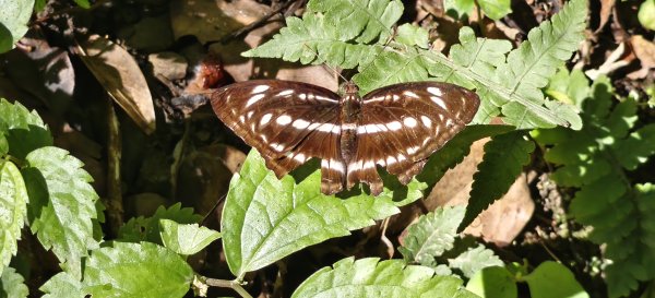 2025/06/28_馬胎+南坪古道2823758