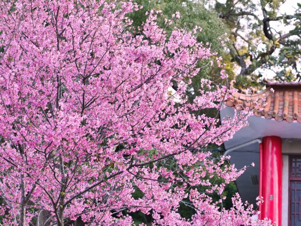 虎山巖步道—滿山李花白1268696