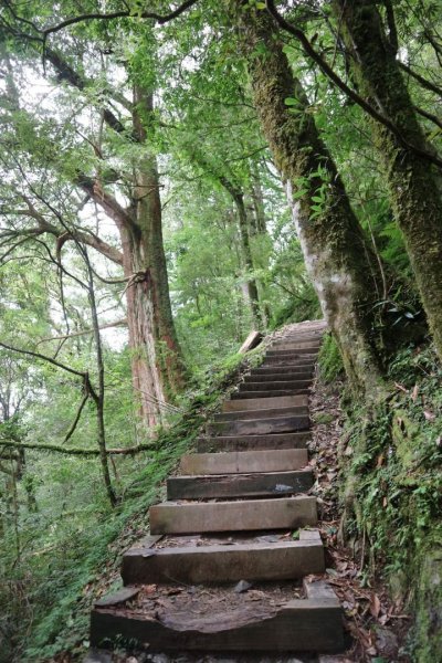 〔桃園復興〕拉拉山巨木，史詩級魔幻森林，75公頃紅檜 扁柏森林浴2237137