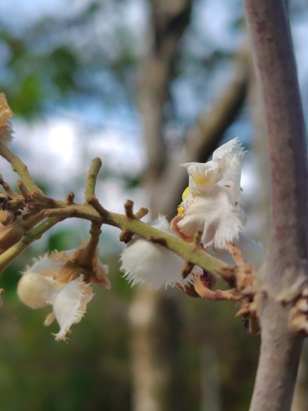 霧里乙部落-舊內文社-霧里乙山東北峰-霧里乙山-霧里乙南山-獅子頭山2766059