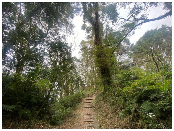 大凍山、頂湖步道 O型ㄧ圈2984162