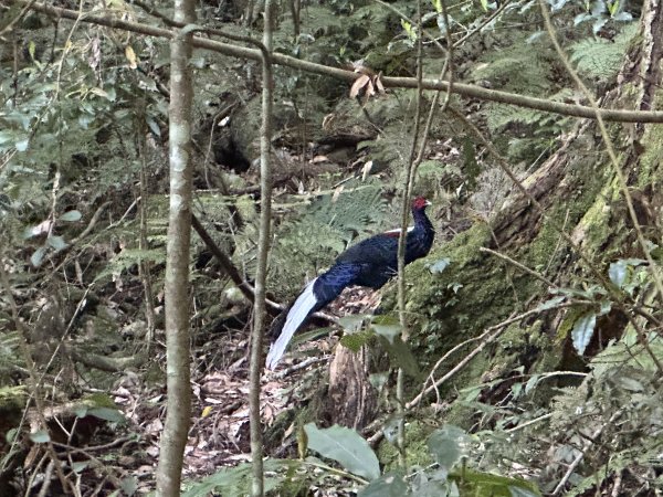 「臺灣小阿爾卑斯」鳶嘴山2985300