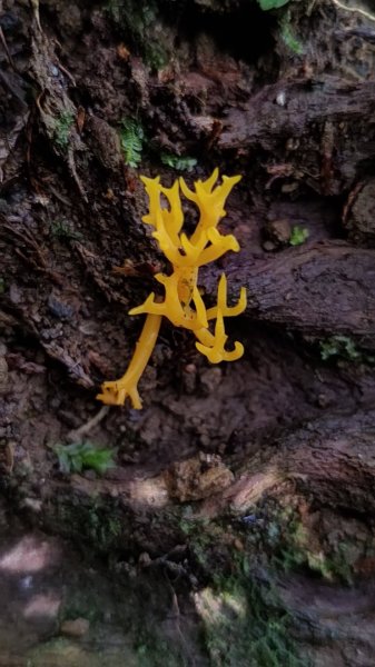 2025/7/12、7/13 西巒大山2839180