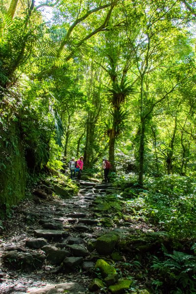 馬武督探索森林2930690