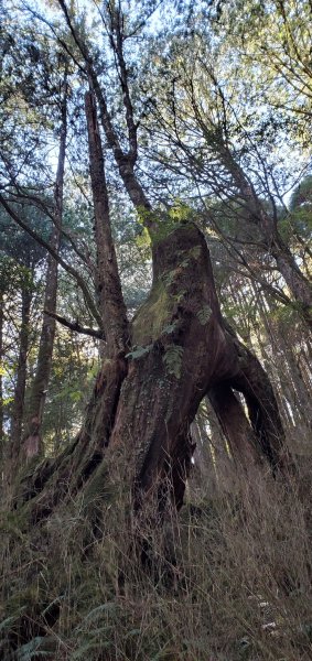 谷關七雄老大-八仙山 聖誕節大台中APP完登谷關七雄第二輪1972075