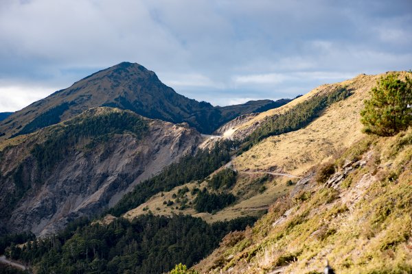 合歡北峰-圓柏的視野466854