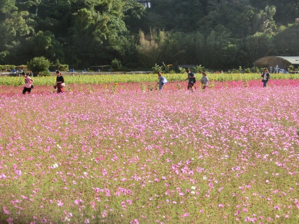 大溪訪古．花彩節733449