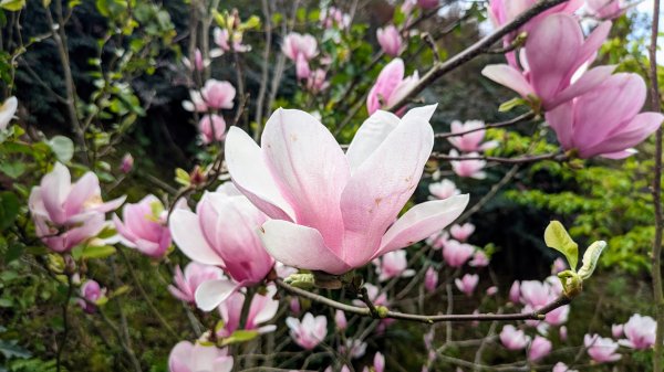 天元宮,楓樹湖,北新庄,淡水老街2430301