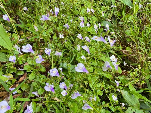 無耳茶壺山 看風景3026447