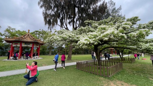 如夢似幻的四月雪-龍潭石管局-流蘇花盛開中2748630