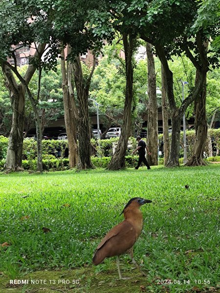 大安森林公園、高記上海料理、北師美術館【走路趣尋寶，全臺齊步走】