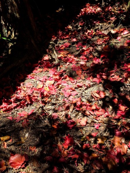 鳶嘴稍來山之楓紅／雲海2974070