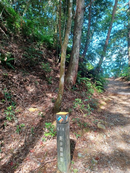 【台中和平】筆直的杉林.林相優美。 橫嶺山x沙連山P型2869018