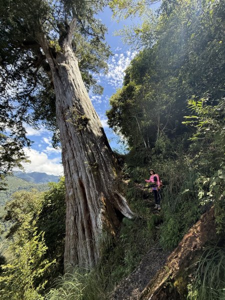 鳶嘴山+稍來神木 202508302873903