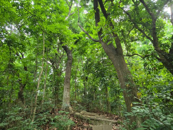 新化林場後山步道2776950