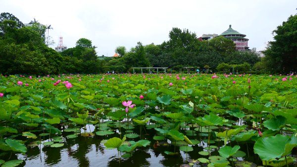 台北植物園3051141