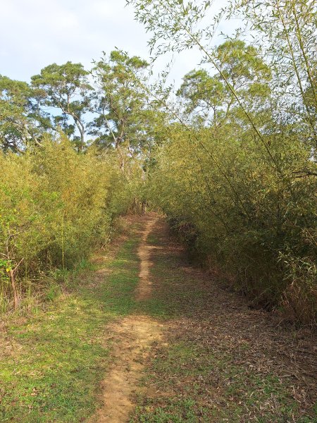 頭份鹿廚坑健行步道2734340