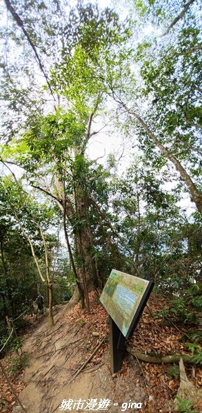 【台中和平】 雙崎部落款款行。 埋伏坪登山步道 (埋伏坪山)2082103