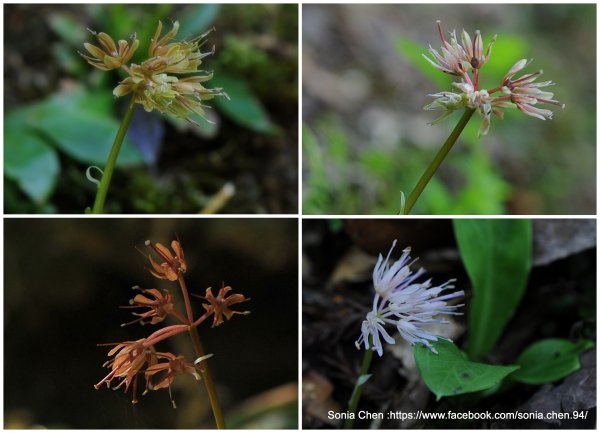 2026 D0312 ｜台灣胡麻花